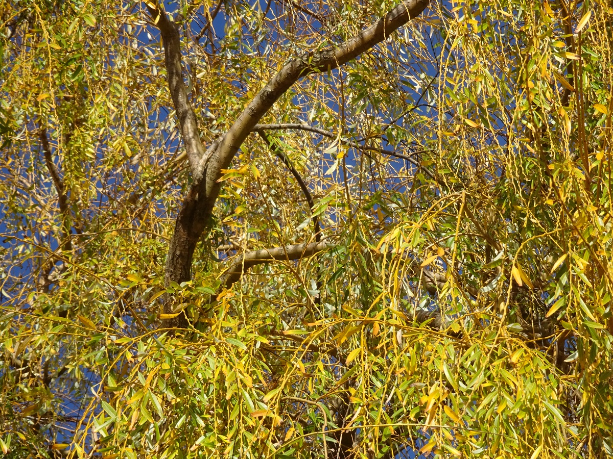 Salix alba var. vitellina x S. babylonica (Salicaceae)